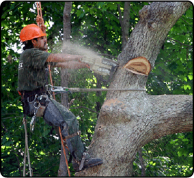 Tree Cutting Tree Cutting