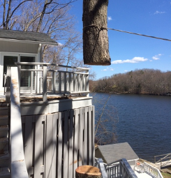 Tree Cutting